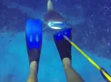 Cayman Shark