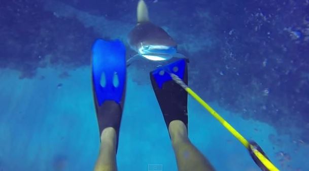 Cayman Shark