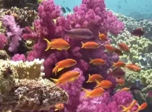 Fiji Reef