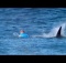 Australian Surfer Fights Off Shark