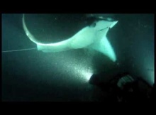 Manta Ray Night Dive