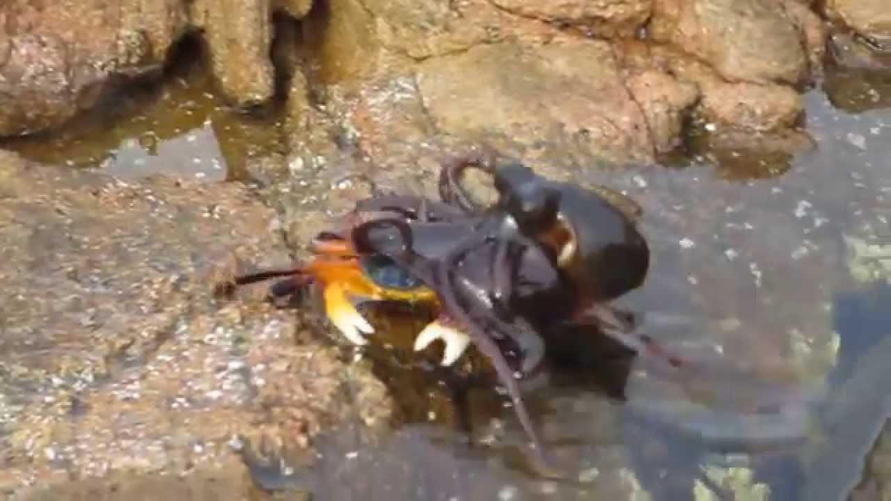 Octopus Attacks Crab