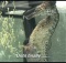 (VIDEO) Male Seahorse Gives Birth
