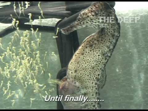 (VIDEO) Male Seahorse Gives Birth