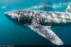 Richard and a Whale Shark