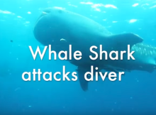 Whale Shark Attacks Diver