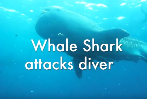 Whale Shark Attacks Diver