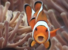 Anemone Fish