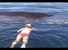 Entangled Whale on Verge of Death