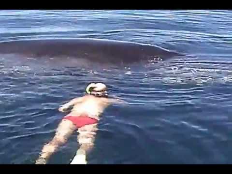 Entangled Whale on Verge of Death