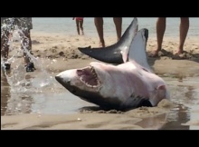 Great White Beaches Itself in Cape Cod