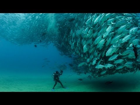 Tuna Tornado