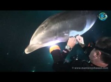 Injured Dolphin Seeks Help from Diver