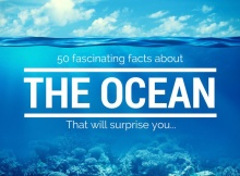 amazing-facts-about-the-ocean-1050x5491