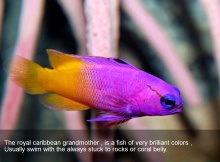 The 15 Most Beautiful Fishes in the World