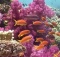 Fiji Reef
