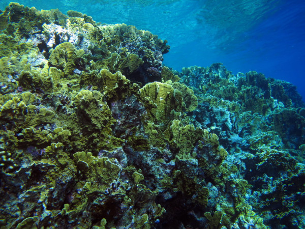 Shallow view of the reef at Little Brother, Red Sea, Egypt #SCUBA