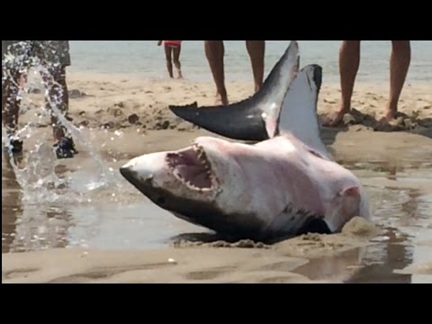 Great White Beaches Itself in Cape Cod