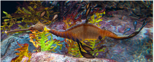 Weedy Sea Dragon