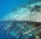 Aruba Beneath the Surface