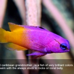 The 15 Most Beautiful Fishes in the World